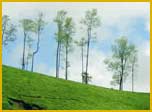 Munnar Tea Garden