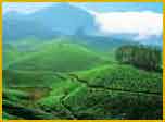 Munnar, Kerala Hill Stations